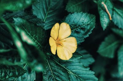 Close-up of yellow flowering plant