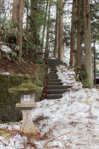 Snow covered trees in forest