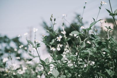 Close-up of flowering plants on land