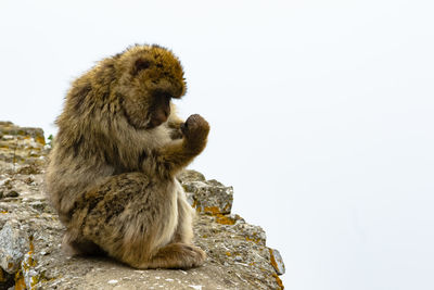 Squirrel sitting on rock
