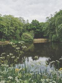 Scenic view of lake by trees against sky