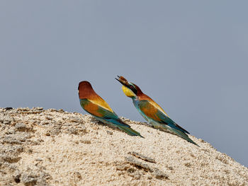 Bird perching on rock against sky