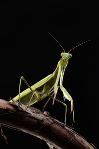 Close-up of grasshopper