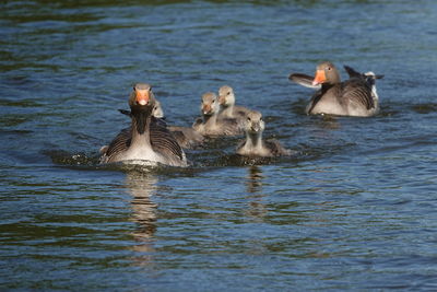 Ducks swimming in lake