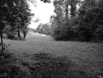 Dirt road passing through forest