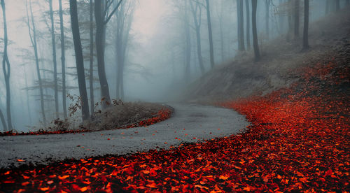 Road amidst trees during autumn