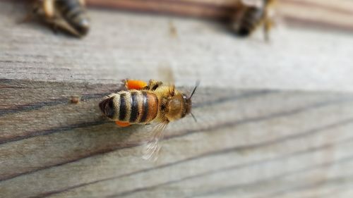 Close-up of insect