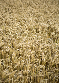 Full frame shot of wheat field