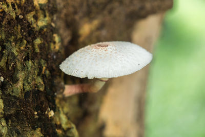 Close-up of mushroom growing on tree trunk