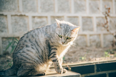 Cat looking away
