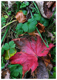 Close-up of maple leaves