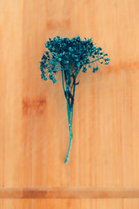 Close-up of flowering plant against wall