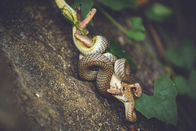 Close-up of lizard on rock