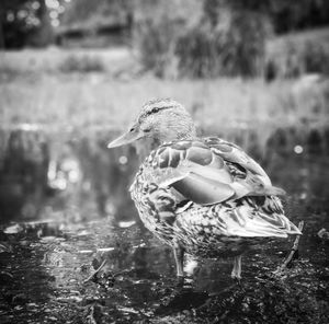 Side view of a bird in lake