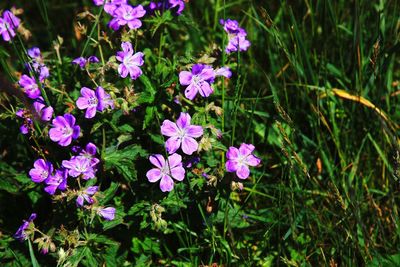 Close-up of flowers blooming outdoors