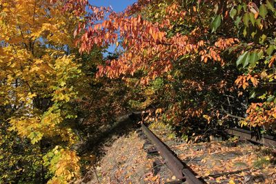 Railroad tracks in autumn