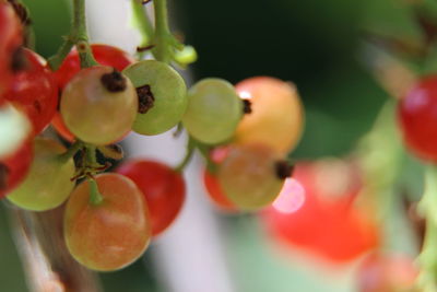 Close-up of fruits on tree