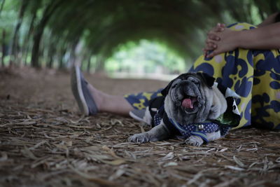 Midsection of woman with dog resting on land