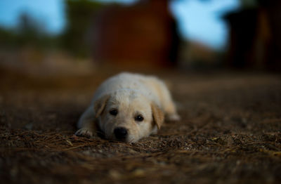 Portrait of puppy relaxing outdoors