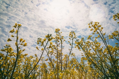 Low angle view of flowering plant against sky