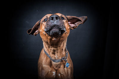 Close-up of dog against black background