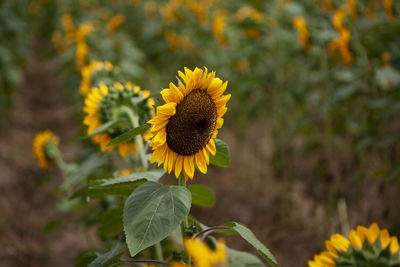 Close-up of yellow flowering plant