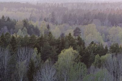 Scenic view of forest