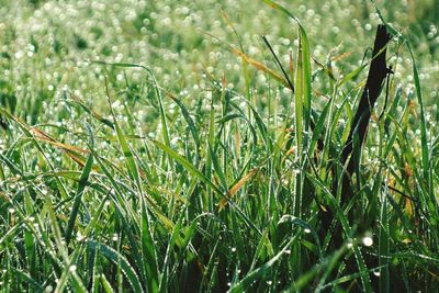 Close-up of fresh green plants in field