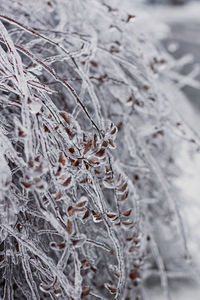 Close-up of frozen plant