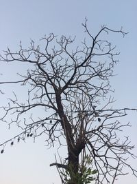 Low angle view of tree against sky