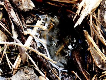 Full frame shot of wood