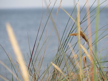 Close-up of stalks against the sky