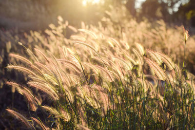 Close-up of stalks in field against bright sun