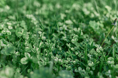 Close-up of purple flowering plants on field