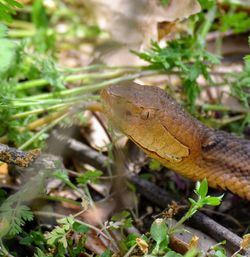 Southern copperhead 