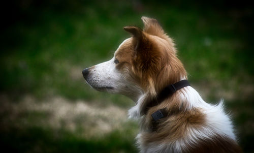 Close-up of dog looking away on field