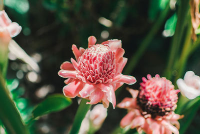 Close-up of pink flowering plant in park