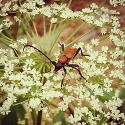 Close-up of insect on flower