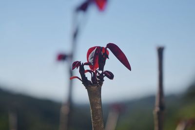 Close-up of red flowering plant against sky