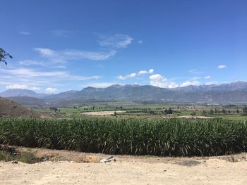 Scenic view of vineyard against sky