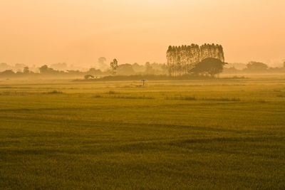 Scenic view of grassy field against sky during sunset