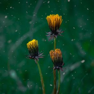 Yellow flower plant