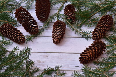 Close-up of pine cones on tree