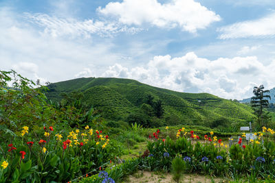 Tea plantations fields on cameron highland. green tea garden with beautiful flowers in mountain