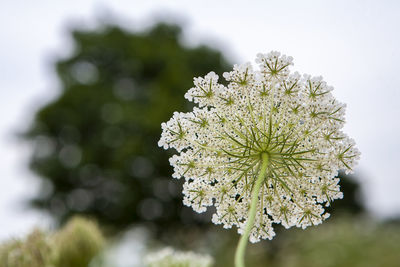 Close-up of white flowering plant