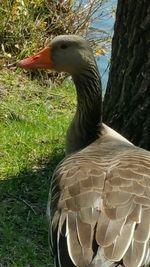 Close-up of bird on grass