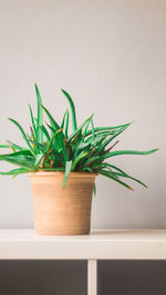 Close-up of potted plant against wall
