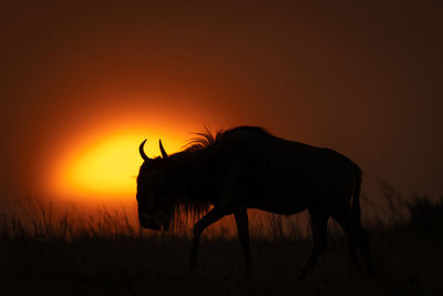 Blue wildebeest