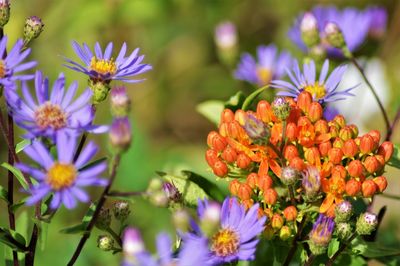 Close-up of purple flowering plants