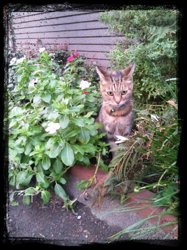 domestic cat, cat, pets, domestic animals, feline, one animal, animal themes, mammal, whisker, transfer print, portrait, looking at camera, auto post production filter, plant, sitting, staring, alertness, front or back yard, leaf, potted plant